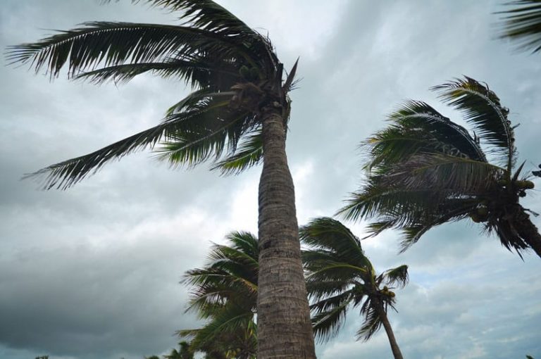 A palm tree with some clouds in the background